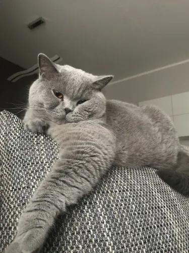 Filhotes de British longhair e shorthair 