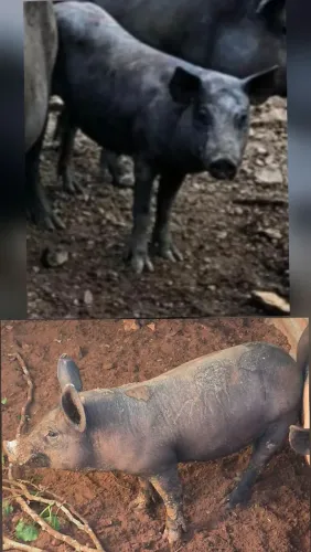 Vendo casal de porco nilo puro
