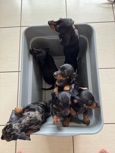 Filhotes de salsicha dachshund