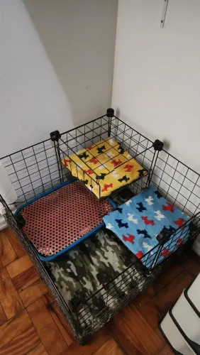 Casa para porquinho da índia