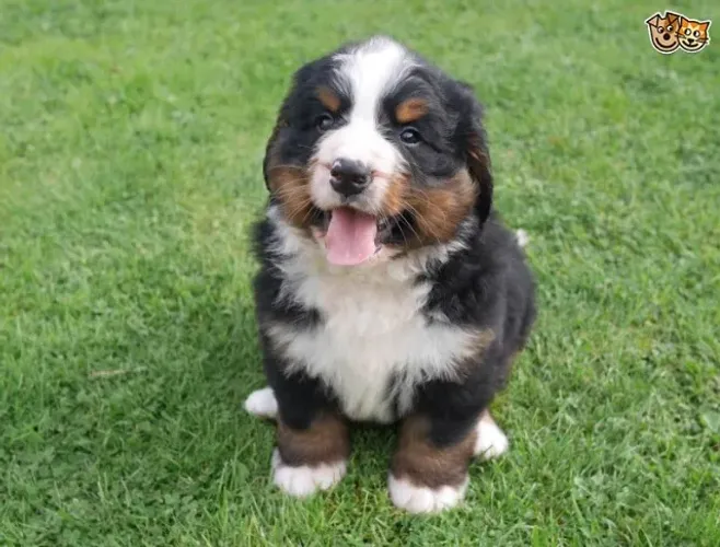 Bernese V10 Importada e Garantia de Saúde em uma Compra com Contrato