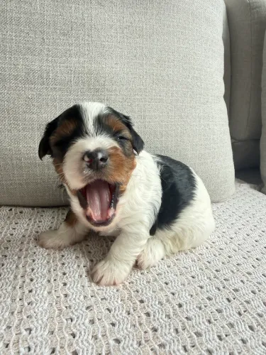 Cachorro filhote Terrier Biwer
