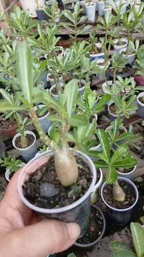 Vendo mudas de rosa do deserto