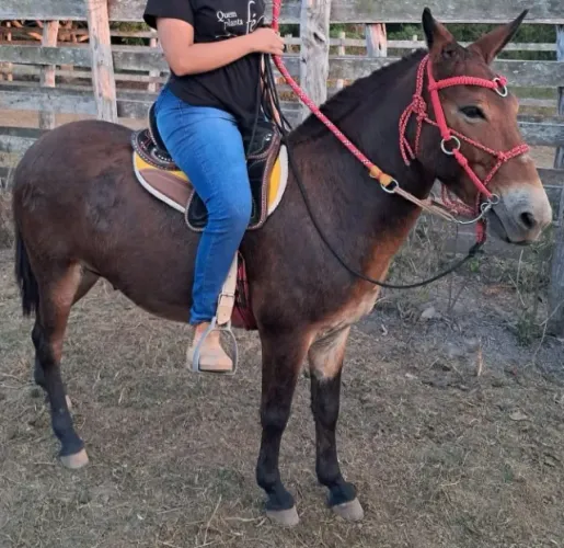 Vende-se Poldo e um burro