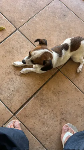 Doa se cachorro porte pequeno 