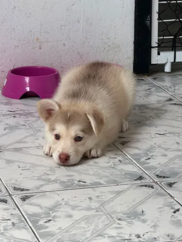 Filhote de husky siberiano