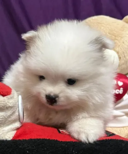 Spitz alemão fêmea