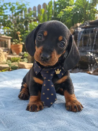 Lindinho Daschound macho preto 