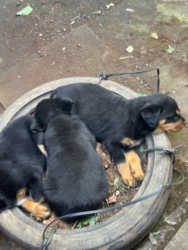 Doação de filhotes de rotweiller