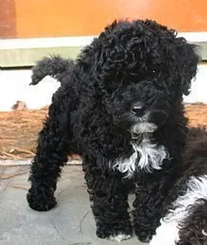 Poodle rara Black femea 