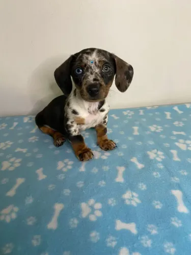 Filhote Dachshund Salsicha 