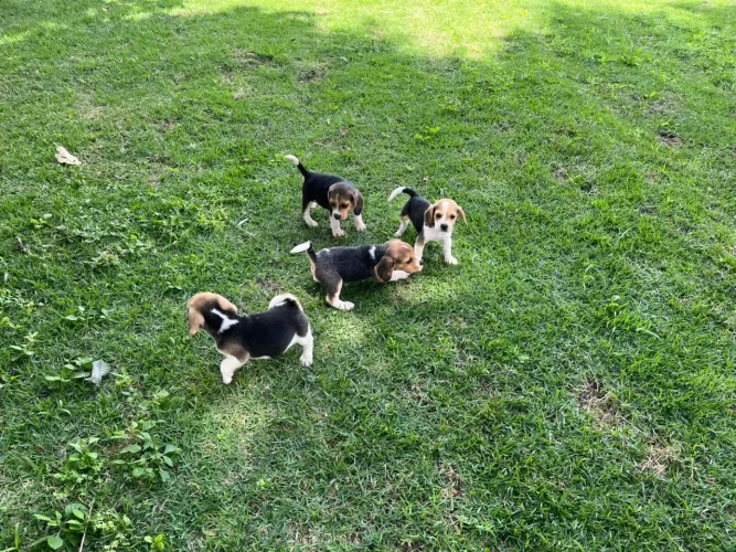 Filhotes Beagle pedigree 