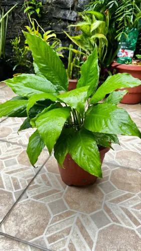 Planta decorativa de água