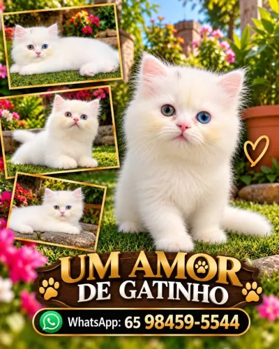 Gato Persa em Cuiabá