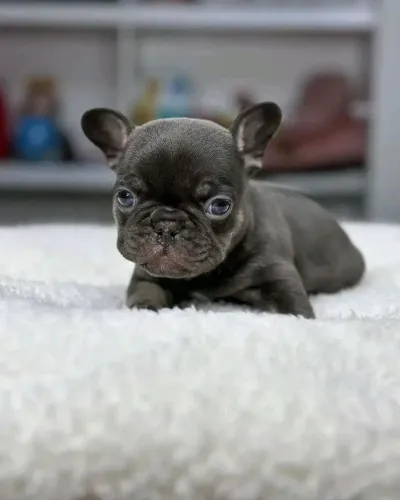 Bulldog francês fêmea