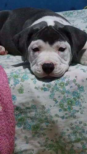 Vendo American Bully