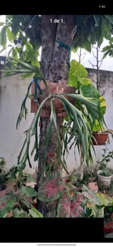 Planta chifre de veado grande