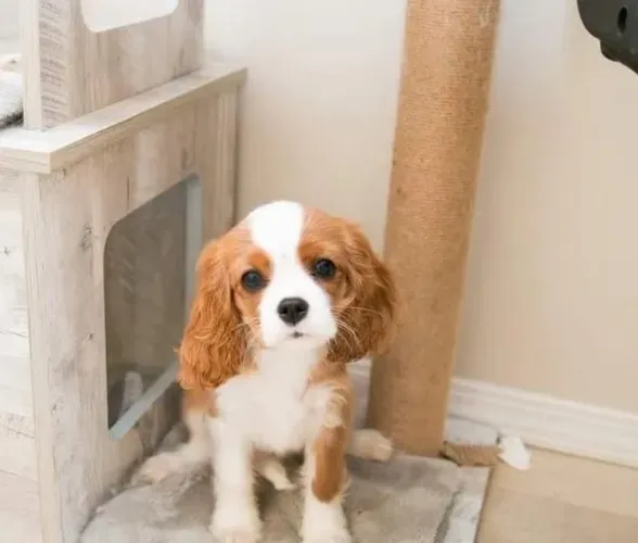 Cavalier King Charles Premium - Pedigree, Garantias e Compra com Total Segurança