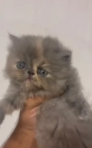 Femea persa filhote cinza $2.800,00