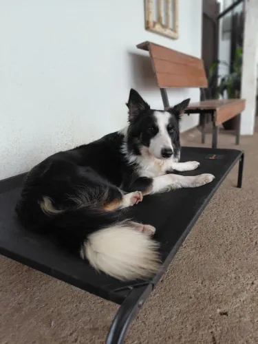 Border collie
