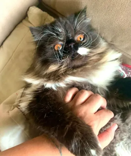 Gato macho 