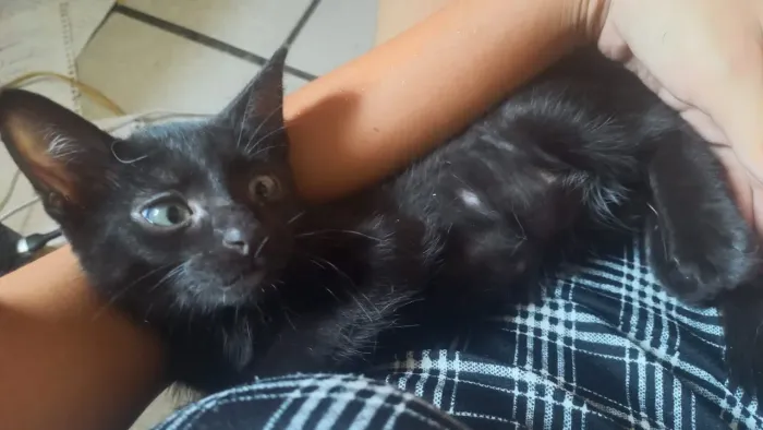 Gatinhos para adoção responsável