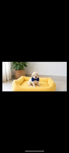 Disponível filhote de poodle toy.