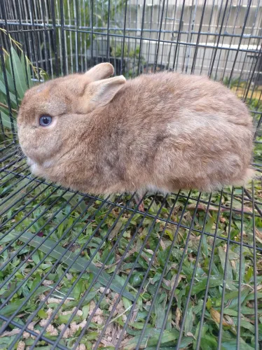Coelho Netherland anão 