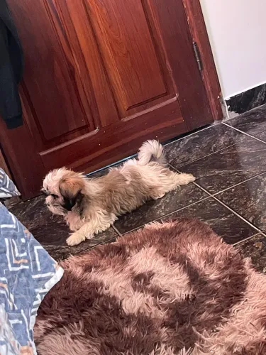 Shihtzu filhote fêmea