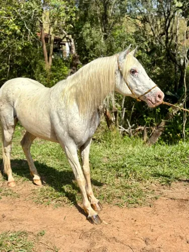 Cavalo quarto de milha