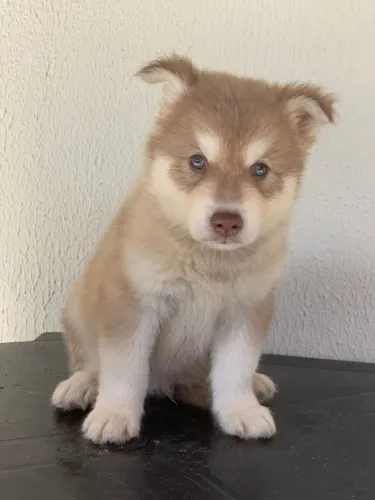 Husky Siberiano 