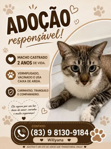 Felinos para adoção