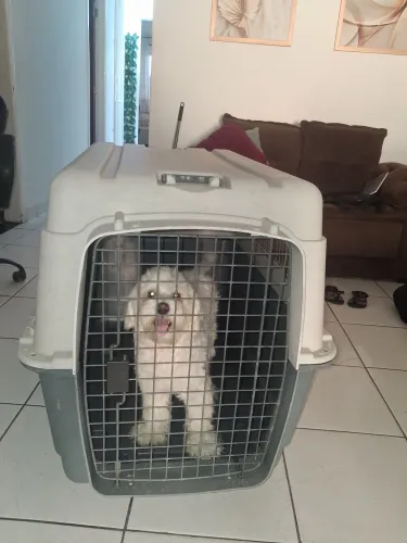 Caixa transportadora para Pet cão e gato 