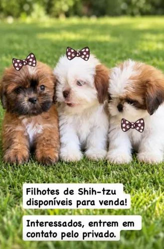 Cachorros da Raça Shi-tzu