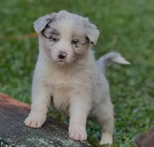 Filhotes de Border Collie | Um coração cheio de afeto.