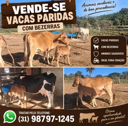 Vendo vacas