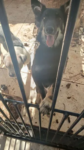Belga malinois doação urgente chamar no zap