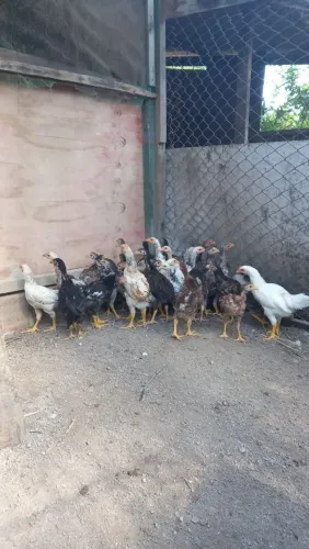 Franguinhos caipira