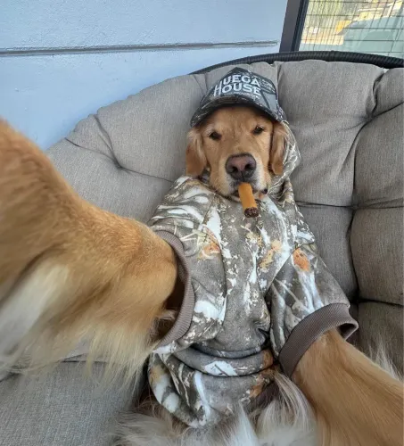 Estou doando um Golden 