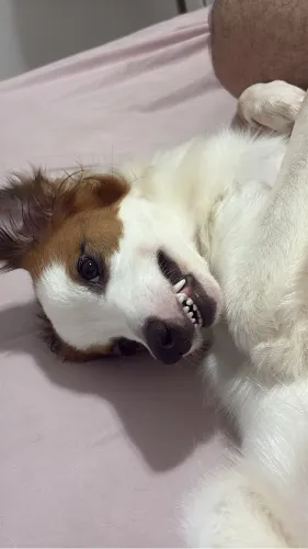 Doa-se cachorro SRD 