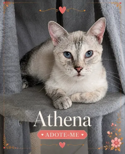 Gata para adoção