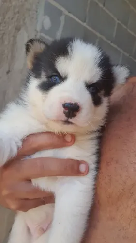 Filhote de Husky Siberiano