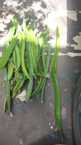 Plantas !!!