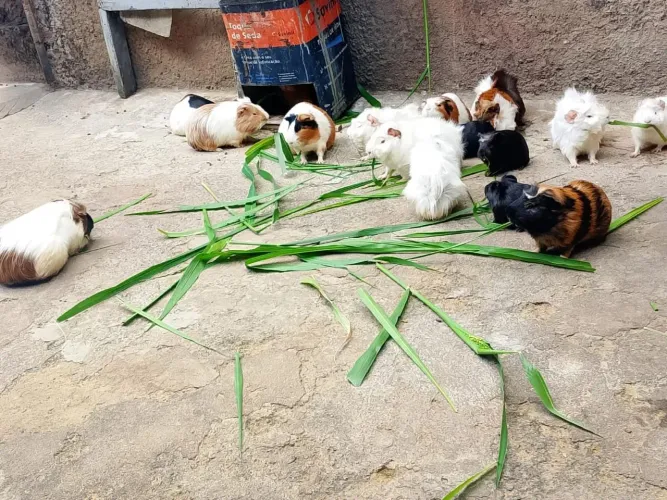 Filhotes de porquinhos da índia