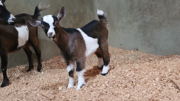 Mini cabra
