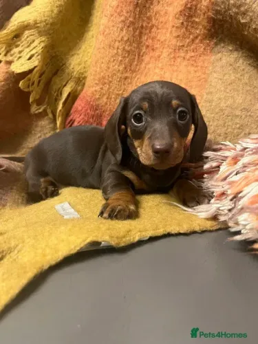 Filhotinhos Macho e Fêmea em São Paulo Teckel/Dachshund/Salsicha/Salsichinha/Basset/Cofap