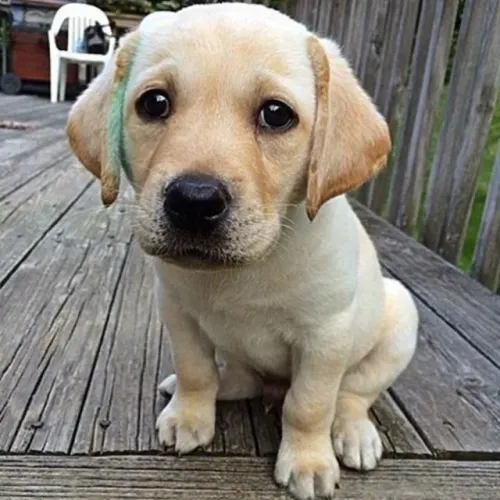 Labrador docil e carinhoso