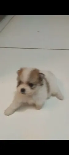 Cachorrinho filhote Spitz