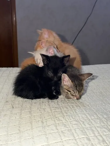 Adoção de gatos, pessoas responsáveis, urgente 