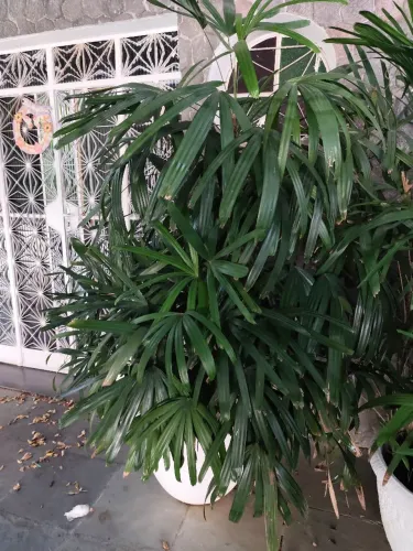 Plantas diversas - Aceito Oferta